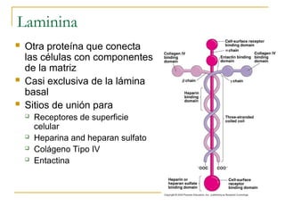 MATRIZ UNIONES COMUNICACION INTERCELULARES | PPT