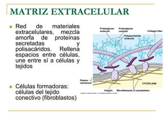 Matrix Celular Matriz-extracelular (1).ppt