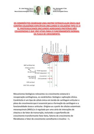 OS CONDRÓCITOS SEGREGAM UMA MATRIZ EXTRACELULAR ÚNICA QUE
CONTÉM COLAGÉNOS ESPECÍFICOS (INCLUINDO O COLAGÉNO TIPO II E O
X), PROTEOGLICANOS (INCLUINDO AGREGANO) PROTEÍNAS NÃO
COLAGENOSAS E QUE SÃO VITAIS PARA O FUNCIONAMENTO NORMAL
DA PLACA DE CRESCIMENTO.
Mecanismos biológicos relevantes no crescimento estatural e
recuperação cartilaginosa, os condrócitos: biologia e aplicação clínica.
Condrócito é um tipo de célula única em tecido de cartilagem articular e
placa de crescimento que é essencial para a formação da cartilagem e a
funcionalidade óssea e articular. Origina-se a partir de células estaminais
mesenquimais (MSCs) e é regulada por uma série de interações de
citocina e de fator de transcrição, incluindo a superfamília de
crescimento transformante fator beta, fatores de crescimento de
fibroblastos e fator de crescimento semelhante à insulina – 1.
 