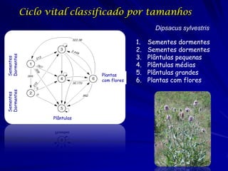 Ciclo vital classificado por estágio


                            Diomedea exulans




                       Croxall et ...