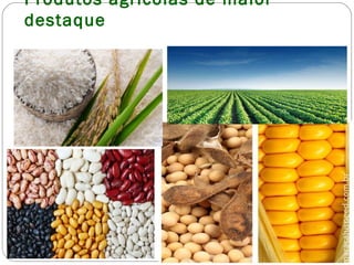 Produtos agrícolas de maior
destaque
 
