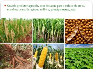Grande produtor agrícola, com destaque para o cultivo de arroz,
mandioca, cana-de-açúcar, milho e, principalmente, soja.
 