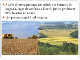 A safra de arroz presente nas cidade de: Formoso do
Araguaia, lagoa da confusão e Dueré. Juntos produzem
90% do arroz no estado.
Um projeto com 45 mil hectares.
 