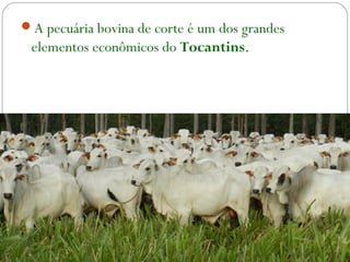 A pecuária bovina de corte é um dos grandes
elementos econômicos do Tocantins.
 