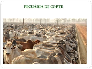 PECUÁRIA DE CORTE
 