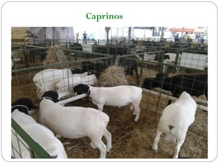 Caprinos
 