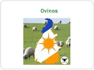 Ovinos
 