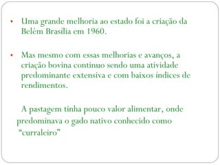 • Uma grande melhoria ao estado foi a criação da
Belém Brasília em 1960.
• Mas mesmo com essas melhorias e avanços, a
criação bovina continuo sendo uma atividade
predominante extensiva e com baixos índices de
rendimentos.
A pastagem tinha pouco valor alimentar, onde
predominava o gado nativo conhecido como
“curraleiro”
 