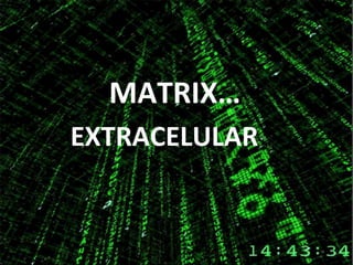 MATRIX… EXTRACELULAR 