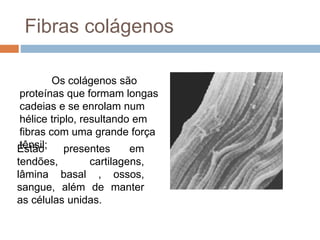 Fibras colágenos
Os colágenos são
proteínas que formam longas
cadeias e se enrolam num
hélice triplo, resultando em
fibras com uma grande força
tênsil;Estão presentes em
tendões, cartilagens,
lâmina basal , ossos,
sangue, além de manter
as células unidas.
 