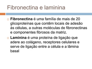 Fibronectina e laminina
 Fibronectina é uma família de mais de 20
glicoproteínas que contêm locais de adesão
às células, a outras moléculas de fibronectinas
e componentes fibrosos da matriz.
 Laminina é uma proteína de ligação que
adere ao colágeno, receptores celulares e
serve de ligação entre a célula e a lâmina
basal
 