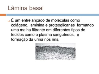 Lâmina basal
 É um entrelançado de moléculas como
colágeno, laminina e proteoglicanas formando
uma malha filtrante em diferentes tipos de
tecidos como o plasma sanguíneos, e
formação da urina nos rins.
 