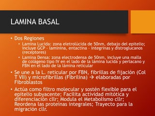 Matriz extracelular | PPTX