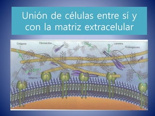 Unión de células entre sí y
con la matriz extracelular
 