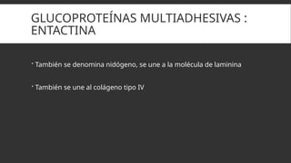 diapositivas de Matriz extracelular.pptx