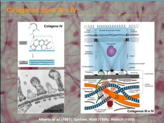 Colágenos tipos III e IV
Colágeno IV
Colágeno IV
Colágenos III e IV
Alberts et al. (1997); Gartner, Hiatt (1999); Welsch (1999)
 
