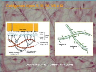 Colágenos tipos II, III, IV, VII e IX
Alberts et al. (1997); Gartner, Hiatt (1999)
Colágeno IX
Colágeno
II
 