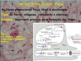 MATRIZ EXTRACELULAR - Fibras
As fibras proporcionam força tênsil e elasticidade.
Tipos de fibras: colágenas, reticulares e elásticas.
Colágeno: importante proteína para formação das fibras
Obs.:
Pró colágeno = solúvel
Tropocolágeno (colágeno)=
insolúvel
 