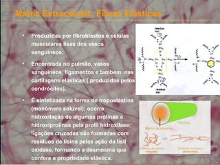 Matriz Extracelular: Fibras Elásticas
• Produzidas por fibroblastos e células
musculares lisas dos vasos
sanguíneos;
• Encontrada no pulmão, vasos
sanguíneos, ligamentos e também nas
cartilagens elásticas ( produzidas pelos
condrócitos).
• É sintetizada na forma de tropoelastina
(monômero solúvel); ocorre
hidroxilação de algumas prolinas a
hidroxiprolinas pela prolil hidroxilase;
ligações cruzadas são formadas com
resíduos de lisina pelas ação da lisil
oxidase, formando a desmosina que
confere a propriedade elástica.
 