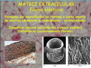 MATRIZ EXTRACELULAR
Fibras elásticas
Formadas por microfibrilas de fibrilina e parte amorfa
de elastina (desmosina e isodesmosina – extensividade)
Elaunínicas (muitas microfibrilas e pouca elastina)
Oxitalânicas (exclusivamente fibrilas)
 