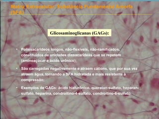 Matriz Extracelular: Substância Fundamental Amorfa
(SFA)
Glicosaminoglicanas (GAGs):
• Polissacarídeos longos, não-flexíveis, não-ramificados,
constituídos de unidades dissacarídeas que se repetem
(aminoaçúcar e ácido urônico);
• São carregadas negativamente e atraem cátions, que por sua vez
atraem água, tornando a SFA hidratada e mais resistente à
compressão;
• Exemplos de GAGs: ácido hialurônico, queratan-sulfato, heparan-
sulfato, heparina, condroitino-4-sulfato, condroitino-6-sulfato.
 