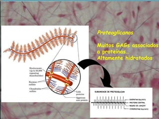 Proteoglicanos
Muitos GAGs associados
a proteínas…
Altamente hidratados
 