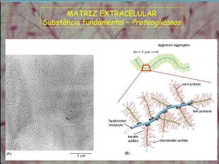 MATRIZ EXTRACELULAR
Substância fundamental – Proteoglicanos
 