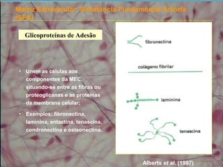 Matriz Extracelular: Substância Fundamental Amorfa
(SFA)
Glicoproteínas de Adesão
• Unem as células aos
componentes da MEC,
situando-se entre as fibras ou
proteoglicanas e as proteínas
da membrana celular;
• Exemplos: fibronectina,
laminina, entactina, tenascina,
condronectina e osteonectina.
Alberts et al. (1997)
 