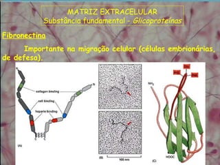 Fibronectina
Importante na migração celular (células embrionárias,
de defesa).
MATRIZ EXTRACELULAR
Substância fundamental - Glicoproteínas
 