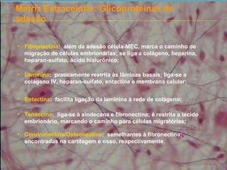Matriz Extracelular: Glicoproteínas de
adesão
• Fibronectina: além da adesão célula-MEC, marca o caminho de
migração de células embrionárias; se liga a colágeno, heparina,
heparan-sulfato, ácido hialurônico;
• Laminina: praticamente restrita às lâminas basais; liga-se a
colágeno IV, heparan-sulfato, entactina e membrana celular;
• Entactina: facilita ligação da laminina à rede de colágeno;
• Tenascina: liga-se à sindecana e fibronectina; é restrita a tecido
embrionário, marcando o caminho para células migratórias;
• Condronectina/Osteonectina: semelhantes à fibronectina;
encontradas na cartilagem e osso, respectivamente.
 