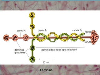 Laminina
 