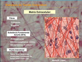 Substância Fundamental
Amorfa (SFA)
• Proteoglicanas
• Glicosaminoglicanas (GAGs)
• Glicoproteínas de adesão
Fibras
• Colágenas
• Elásticas
Estrutura do Tecido Conjuntivo:
Fluido Intersticial
• Água, íons, pequenas
moléculas e proteínas de
baixo peso molecular.
Matriz Extracelular:
Welsch (1999)
 