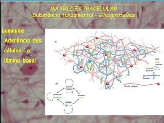 Laminina
Aderência das
células `a
lâmina basal
MATRIZ EXTRACELULAR
Substância fundamental - Glicoproteínas
 