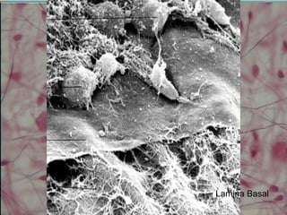 Lamina Basal
 
