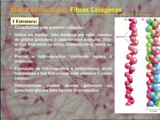 Matriz Extracelular: Fibras Colágenas
1 Estrutura:
• Constituídas pela proteína colágeno;
• Hélice em triplice, três resíduos por volta, resíduo
de glicina (pequeno, a cada terceira posição), (Gly-
X-Y)n; X=prolina ou outro; hidroxiprolina, lisina ou
outro;
• Prolina e hidroxiprolina: conferem rigidez à
molécula;
• Formação de hidroxiprolina e hidroxilisina: prolil
hidroxilase e lisil hidroxilase com vitamina C como
cofator.
• Hidroxilisinas: podem receber galactose ou
galactosil-glicose pela ligação O-glicosídica.
 