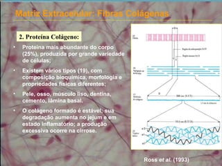 Matriz Extracelular: Fibras Colágenas
2. Proteína Colágeno:
• Proteína mais abundante do corpo
(25%), produzida por grande variedade
de células;
• Existem vários tipos (19), com
composição bioquímica, morfologia e
propriedades físicas diferentes;
• Pele, osso, músculo liso, dentina,
cemento, lâmina basal.
• O colágeno formado é estável; sua
degradação aumenta no jejum e em
estado inflamatório; a produção
excessiva ocorre na cirrose.
Ross et al. (1993)
 