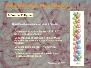Matriz Extracelular: Fibras Colágenas
2. Proteína Colágeno:
• Classificação quanto à estrutura e função:
- Colágenos que formam fibrilas: I, II, III, V, XI
(dão resistência ao tecido);
- Colágenos que se associam a fibrilas: IX, XII
(ligam fibrilas entre si e a outros componentes
da MEC);
- Colágeno que forma rede: IV (aderência,
filtração);
- Colágeno de ancoragem: VII (prende fibras
colágenas à lâmina basal).
Alberts et al. (1997)
 