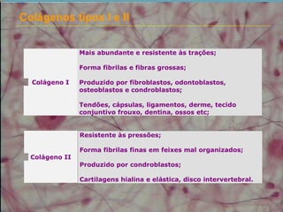 Colágenos tipos I e II
Colágeno II
Resistente às pressões;
Forma fibrilas finas em feixes mal organizados;
Produzido por condroblastos;
Cartilagens hialina e elástica, disco intervertebral.
Colágeno I
Mais abundante e resistente às trações;
Forma fibrilas e fibras grossas;
Produzido por fibroblastos, odontoblastos,
osteoblastos e condroblastos;
Tendões, cápsulas, ligamentos, derme, tecido
conjuntivo frouxo, dentina, ossos etc;
 