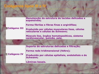 Colágenos tipos III e IV
Colágeno IV
Suporte de estruturas delicadas e filtração;
Forma rede tridimensional (feltro);
Produzido por células epiteliais, endoteliais e de
Schwann;
Lâminas basais.
Colágeno III
Manutenção da estrutura de tecidos delicados e
expansíveis;
Forma fibrilas e fibras finas e argirófilas;
Produzido por células musculares lisas, células
reticulares e células de Schwann;
Músculo liso, órgãos hematopoéticos, sistema
cardiovascular, pulmão, pele.
 