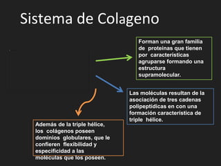 matriz extracelular clase viernes 09.pptx