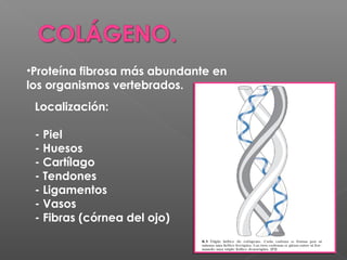 Matriz extracelular, colágeno y elastina | PPT
