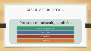 MATRIZ PERIÓSTICA
No solo es músculo, también:
Vasos sanguíneos
Nervios
Glándulas
Dientes
 
