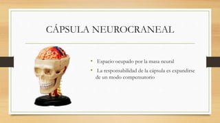 CÁPSULA NEUROCRANEAL
• Espacio ocupado por la masa neural
• La responsabilidad de la cápsula es expandirse
de un modo compensatorio
 