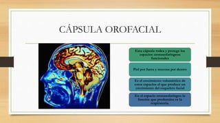 CÁPSULA OROFACIAL
Esta cápsula rodea y protege los
espacios oronasofaríngeos
funcionales
Piel por fuera y mucosa por dentro
Es el crecimiento volumétrico de
estos espacios el que produce un
crecimiento del esqueleto facial
En el espacio oronasofaríngeo la
función que predomina es la
respiratoria.
 