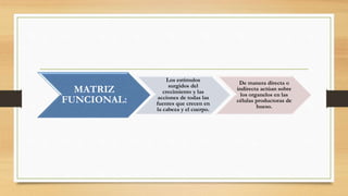 MATRIZ
FUNCIONAL:
Los estímulos
surgidos del
crecimiento y las
acciones de todas las
fuentes que crecen en
la cabeza y el cuerpo.
De manera directa o
indirecta actúan sobre
los organelos en las
células productoras de
hueso.
 