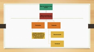 Éste se divide en dos
partes:
Matriz funcional. Se
encarga de la función.
Periostica
Unidad esquelética.
Papel biomecánico de
proteger y/o soportar
su correspondiente
matriz funcional.
Capsular
Neurocraneal
Orofacial
 