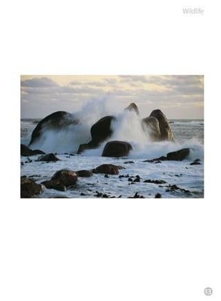 Wildlife




           13
 