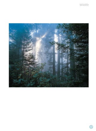 Wildlife




           17
 
