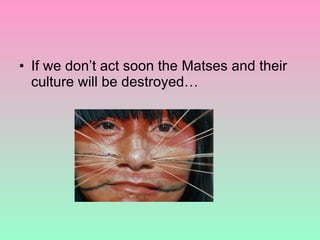 If we don’t act soon the Matses and their culture will be destroyed… 