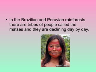 In the Brazilian and Peruvian rainforests there are tribes of people called the matses and they are declining day by day. 